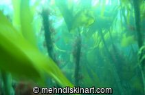 Seaweed - Kelp Bed