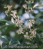 Flowering Neem Tree