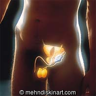 Bladder and Urinary System