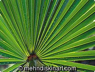 American Saw Plam Leaf - Florida