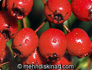 Hawthorn Berry - Bioforce